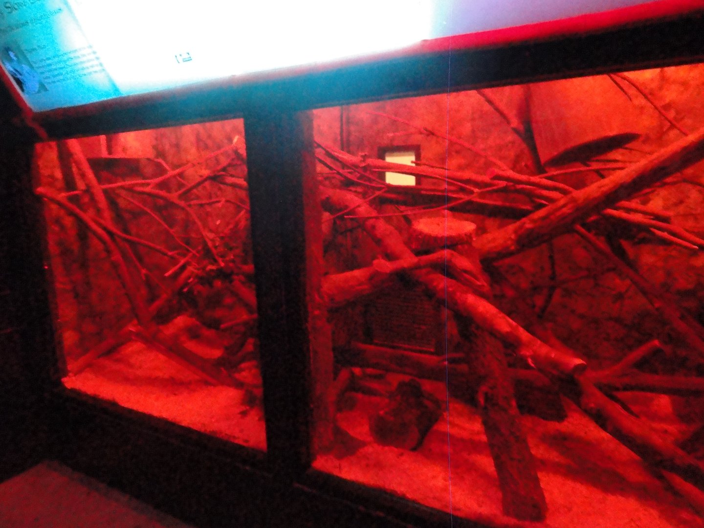 Pygmy Slow Loris Exhibit