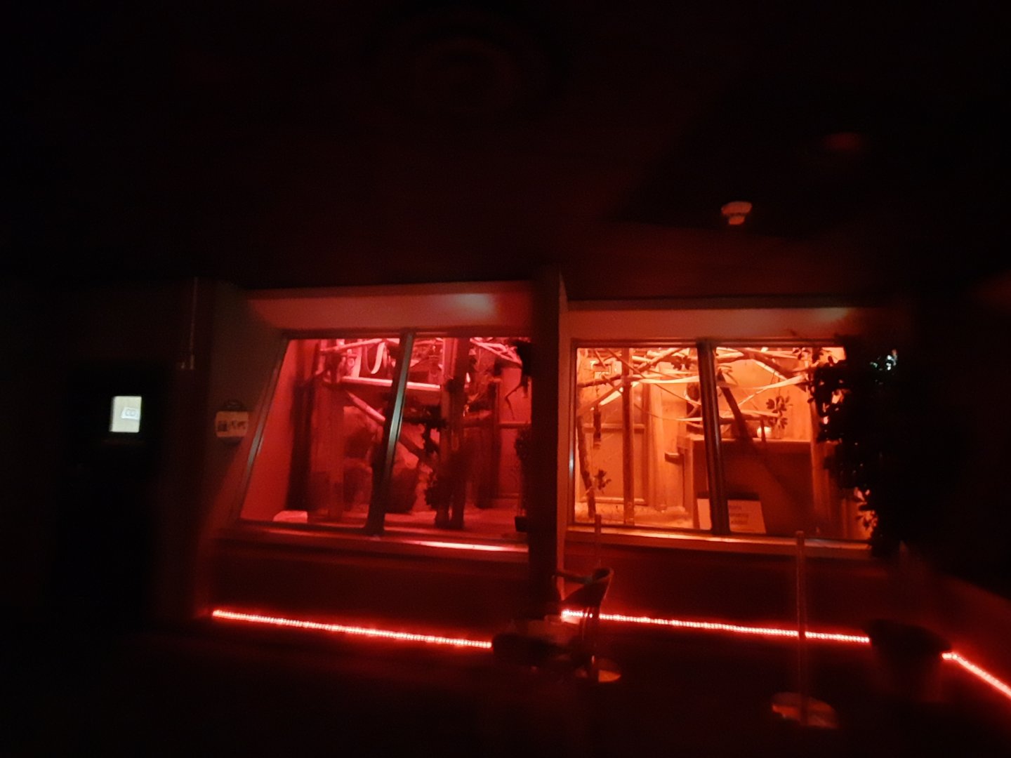 Pygmy Slow Loris Exhibits