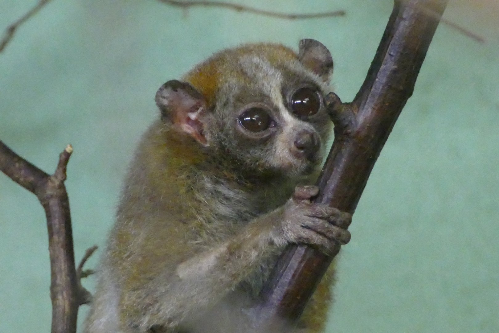 Pygmy slow loris, July 2018