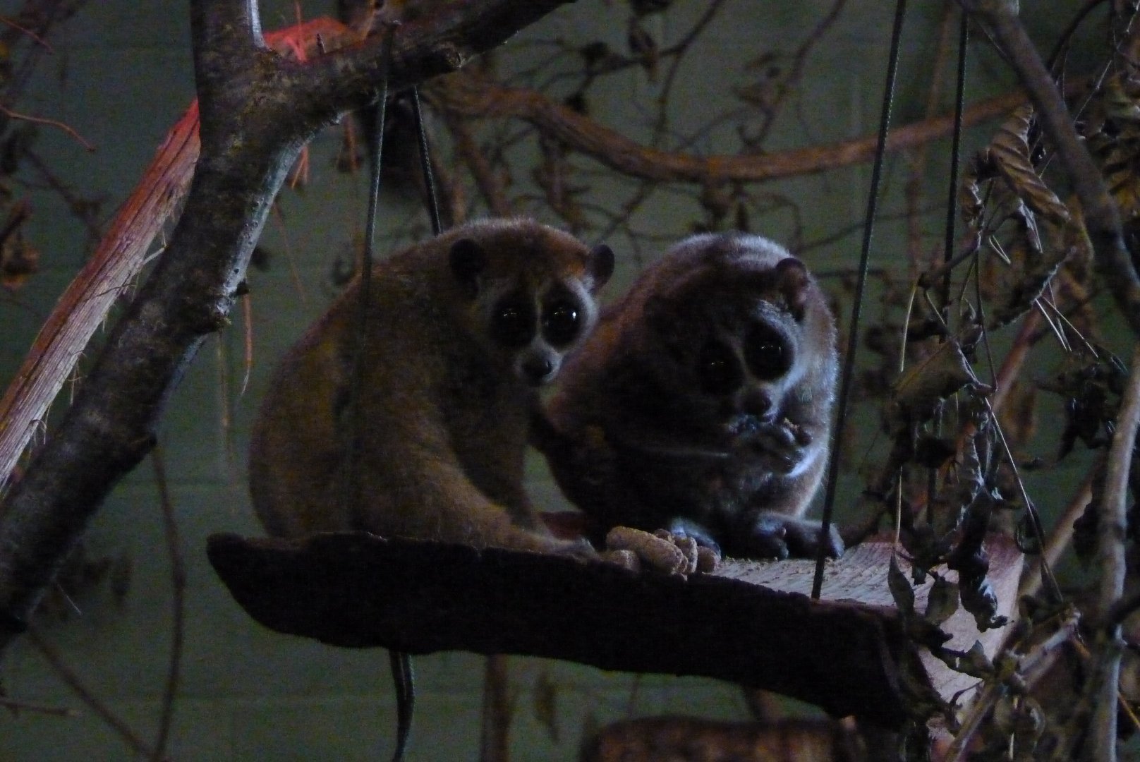 Pygmy slow loris, November 2016