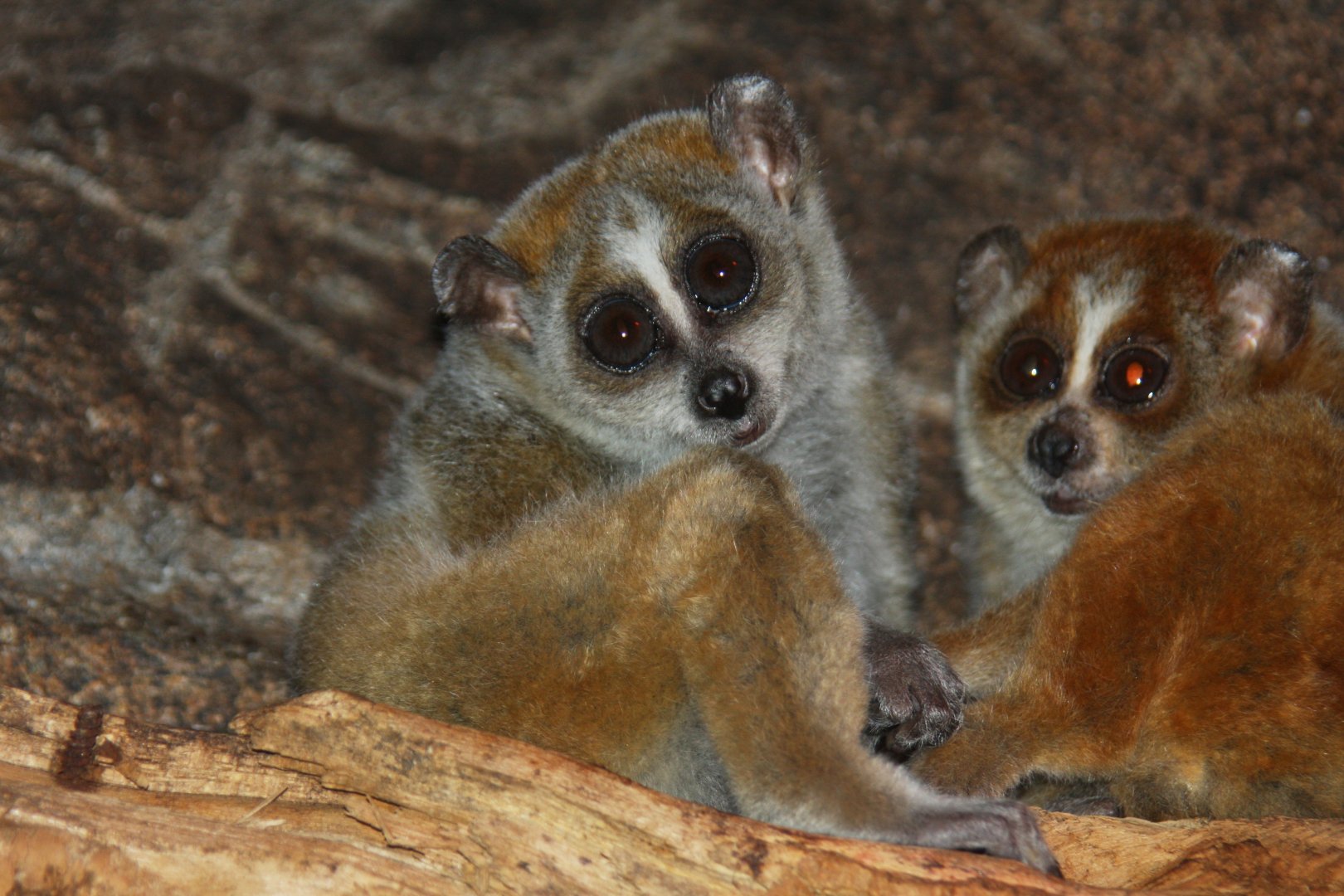 pygmy slow loris (Nycticebus pygmaeus) 2010