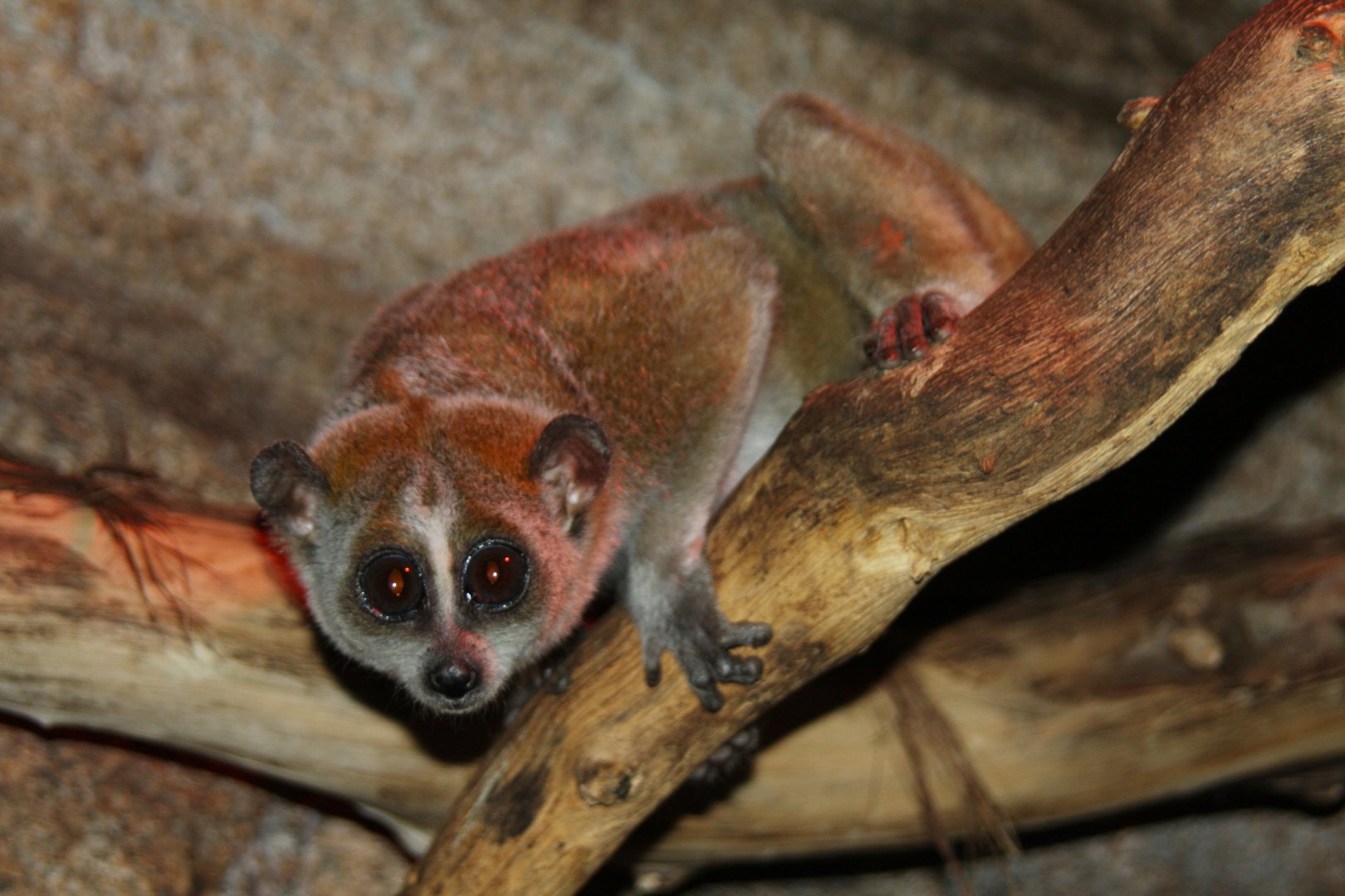 pygmy slow loris (Nycticebus pygmaeus) 2010