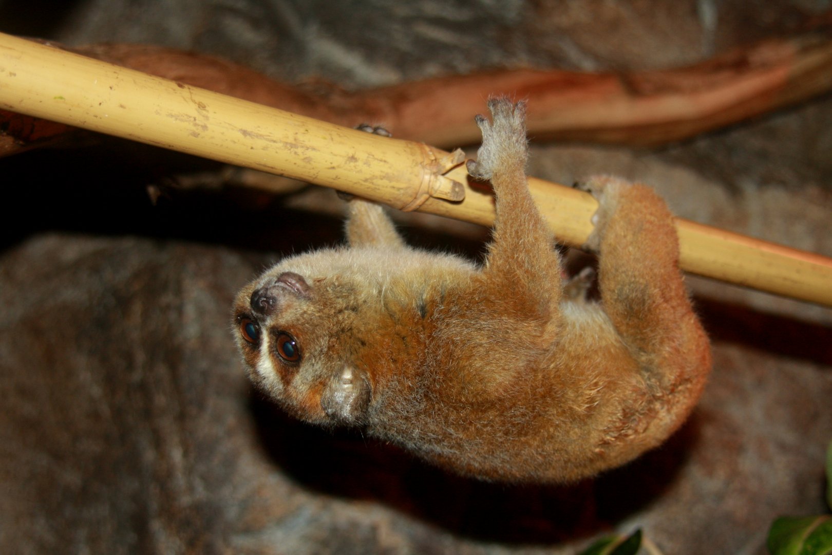 pygmy slow loris (Nycticebus pygmaeus) 2013