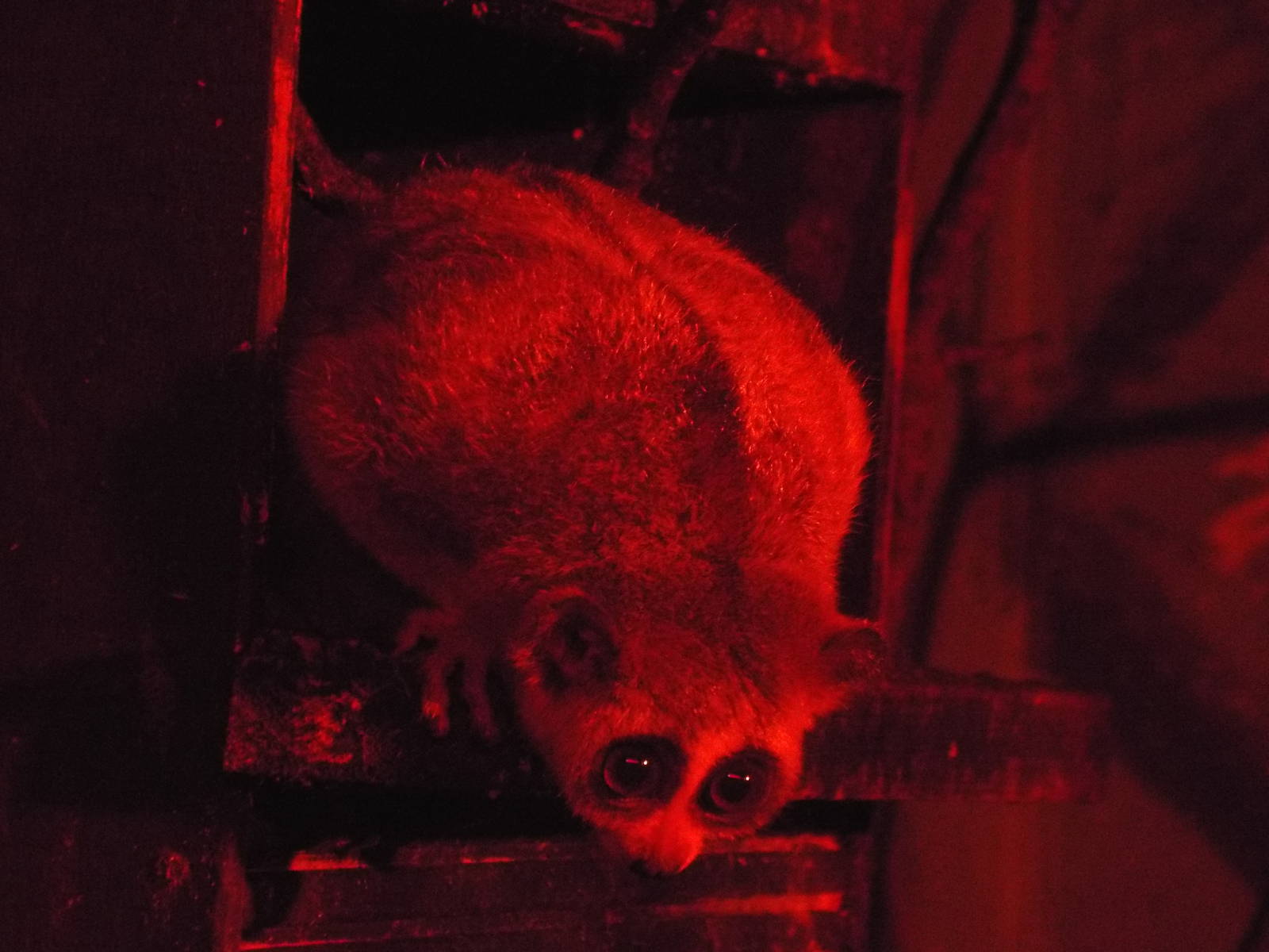 Pygmy Slow Loris (Nycticebus pygmaeus) at Tropical World - 28 December 2013