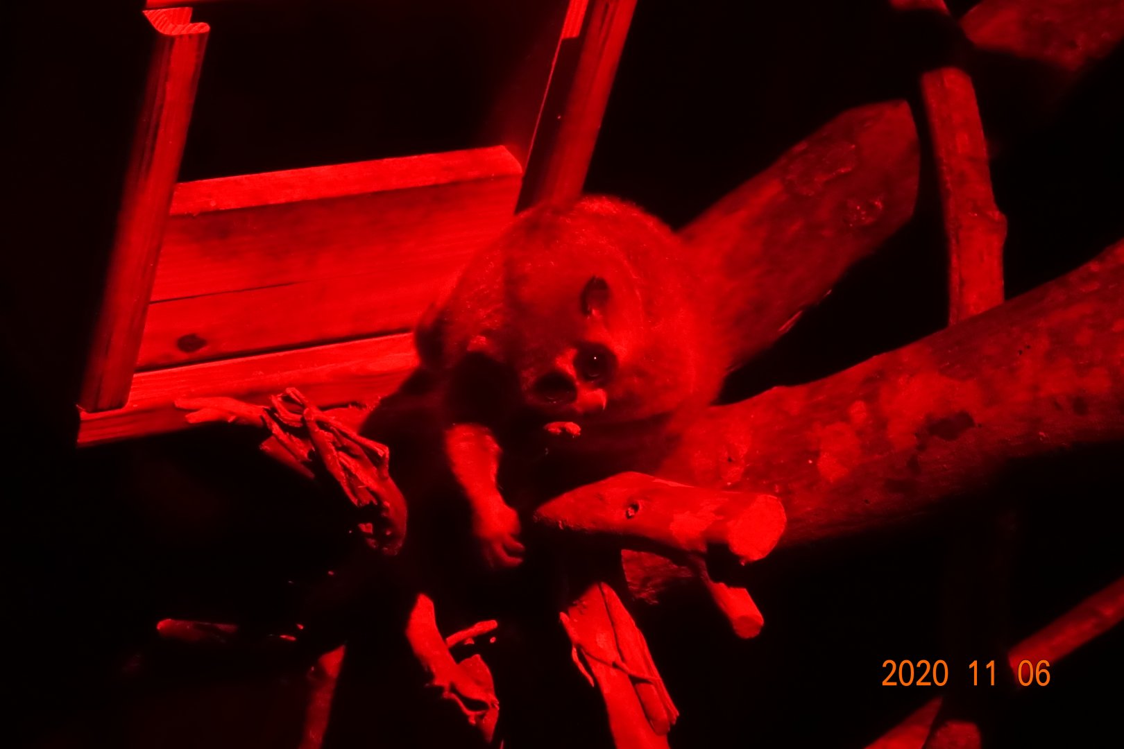 Pygmy Slow Loris (Nycticebus pygmaeus)