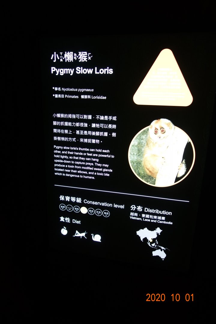 Pygmy Slow Loris (Nycticebus pygmaeus)