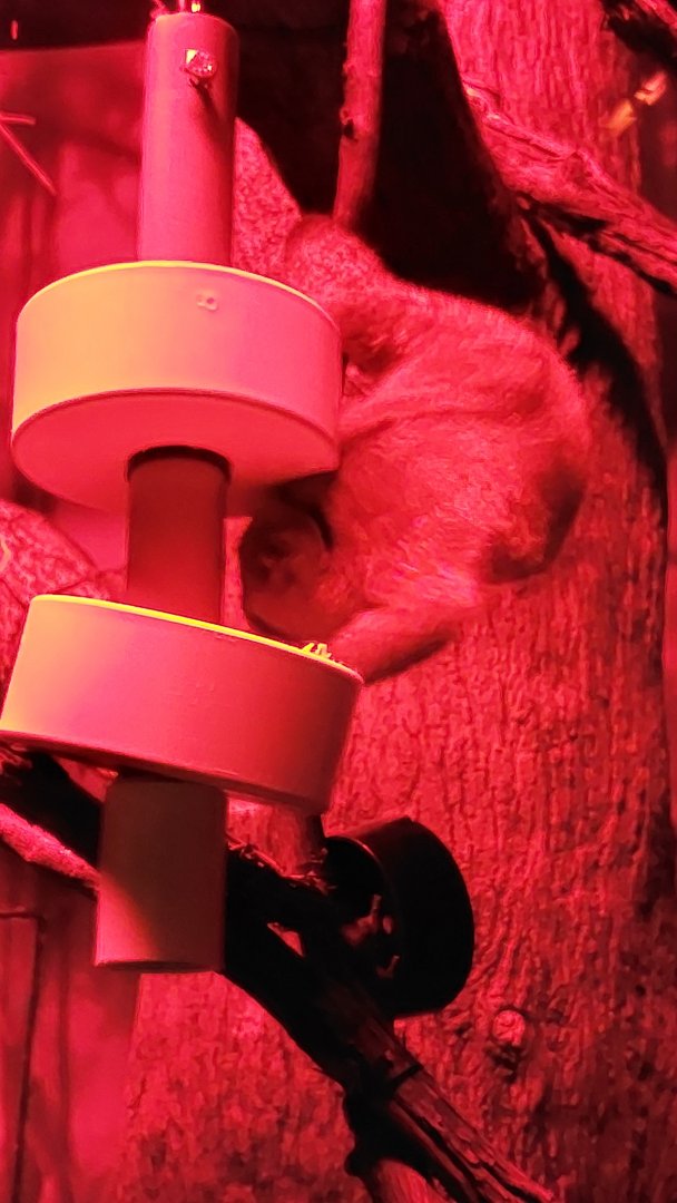 Pygmy slow loris (Nycticebus pygmaeus)