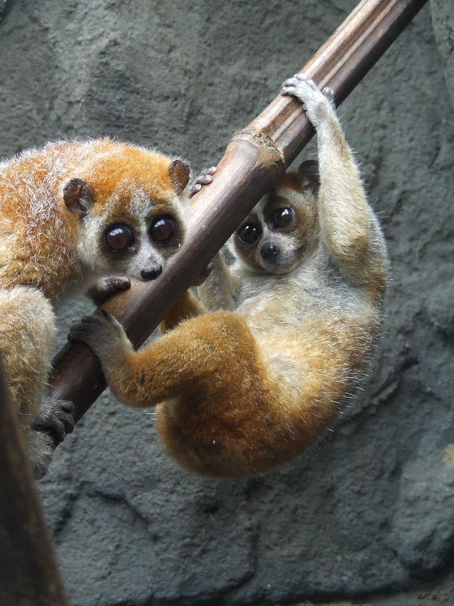 Pygmy Slow Loris, Rare Species Conservation Centre, Sandwich