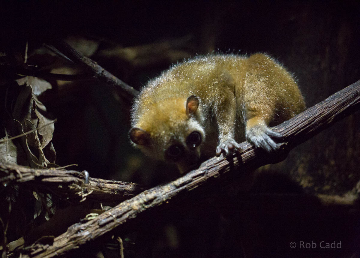 Pygmy slow loris : Shaldon : 24 Sep 2015