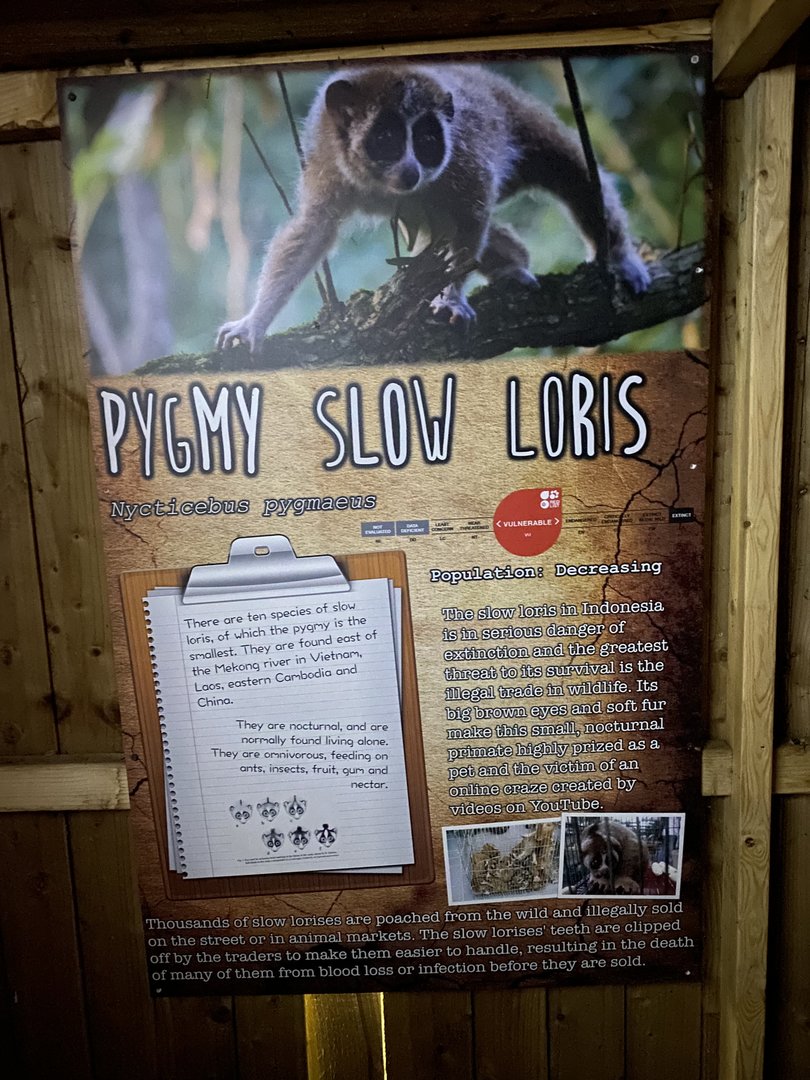 Pygmy slow loris signage 290723