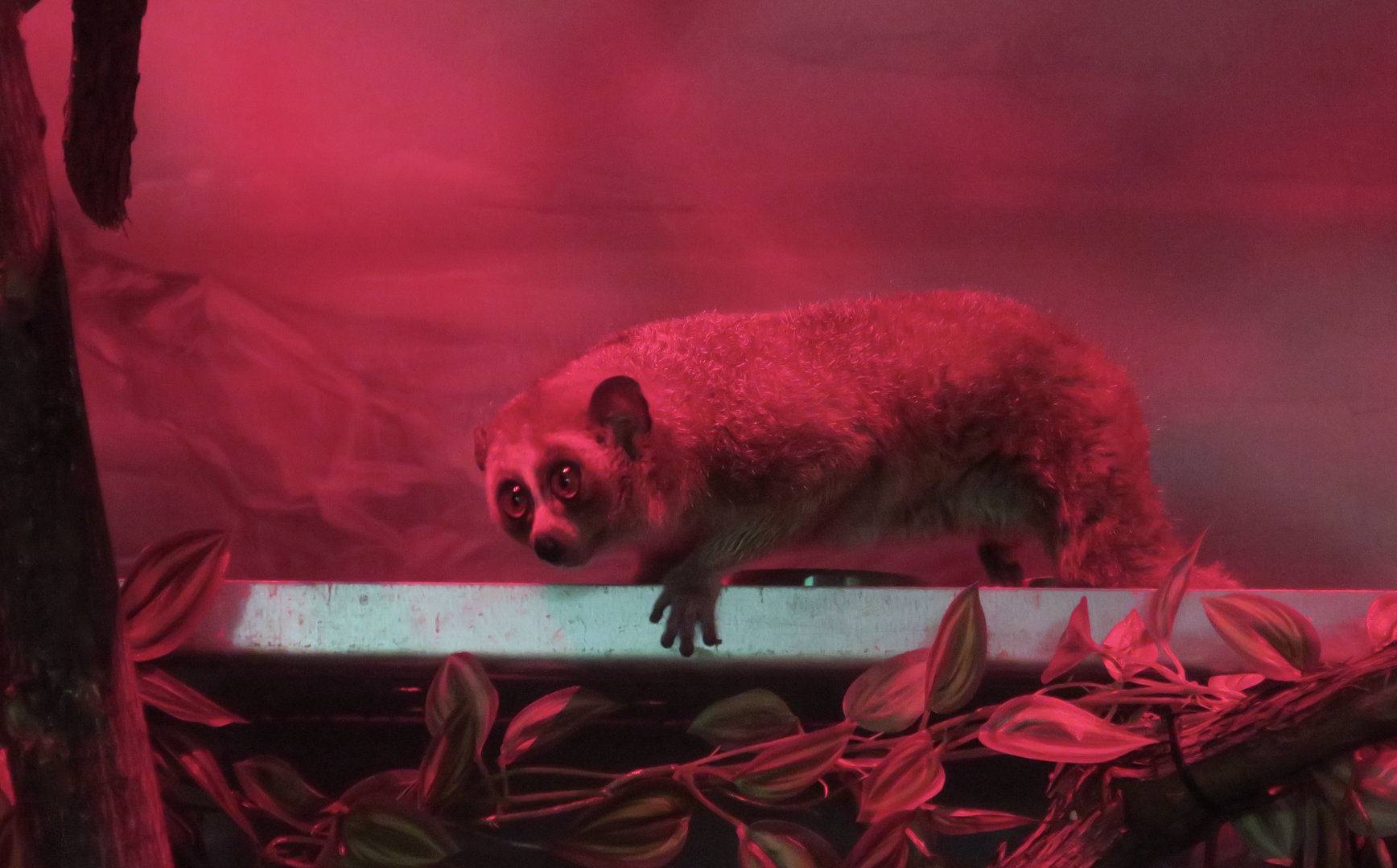 Pygmy Slow Loris (Xanthonycticebus pygmaeus sensu lato)