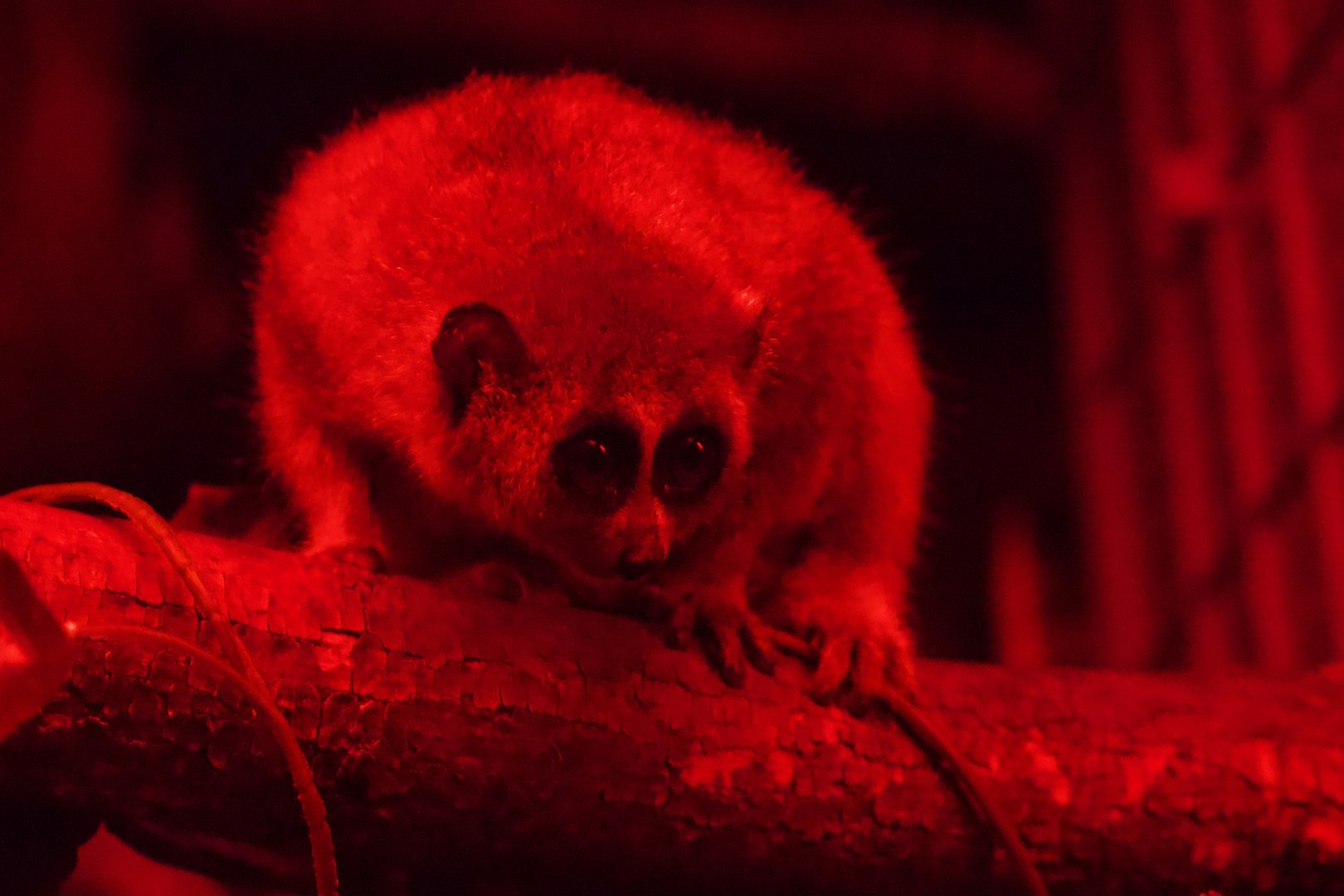 Pygmy Slow Loris/ Xanthonycticebus pygmaeus