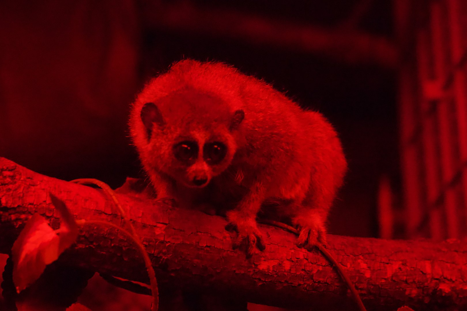 Pygmy Slow Loris/ Xanthonycticebus pygmaeus