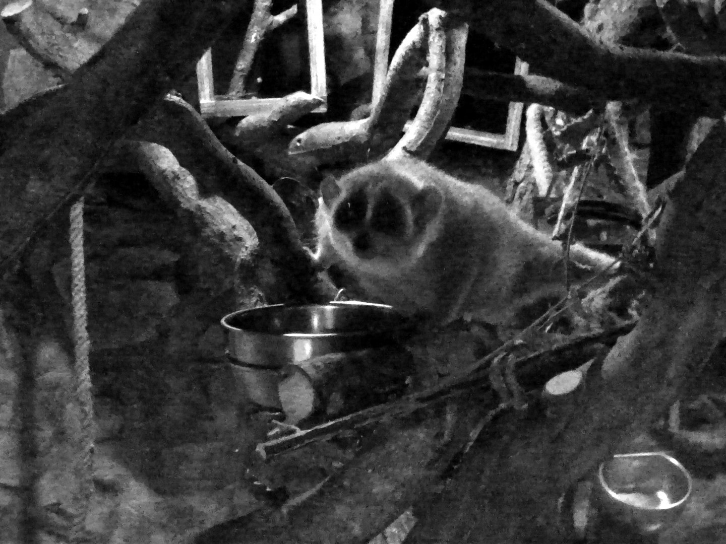 Pygmy slow loris (Xanthonycticebus pygmaeus)