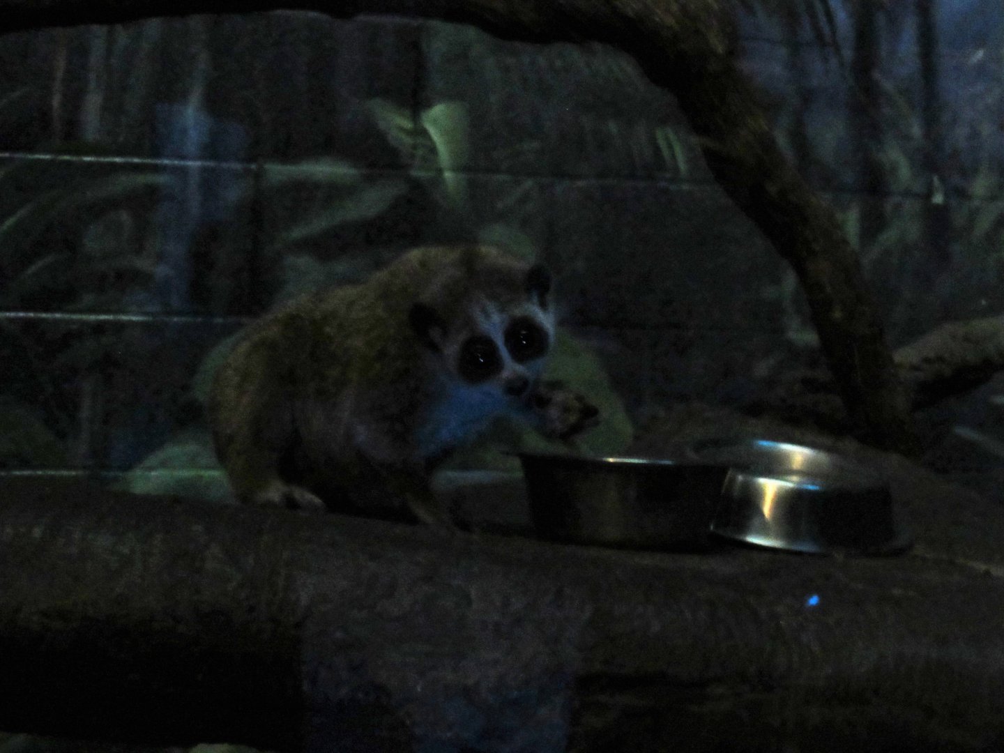 Pygmy slow loris