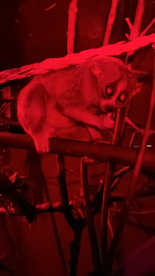 Pygmy Slow Loris