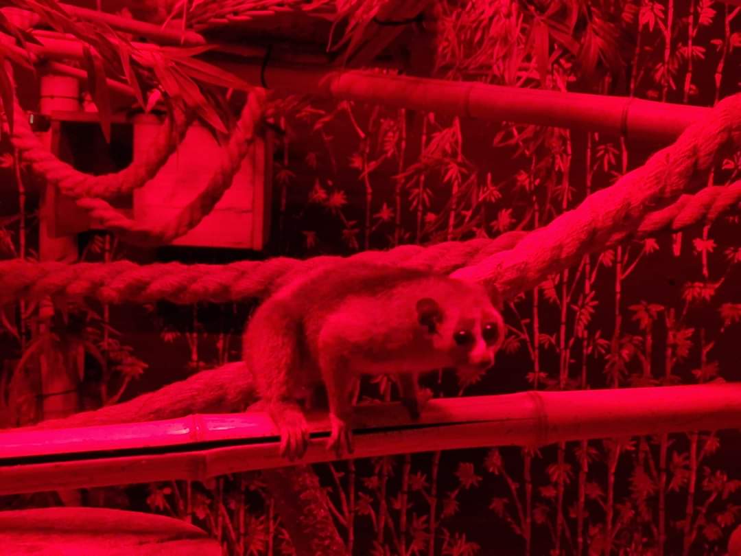 Pygmy Slow Loris