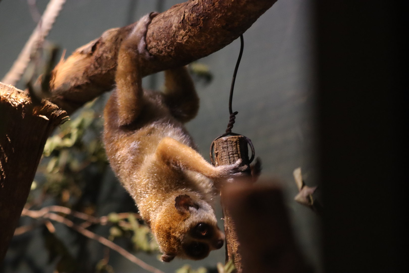 Pygmy slow loris