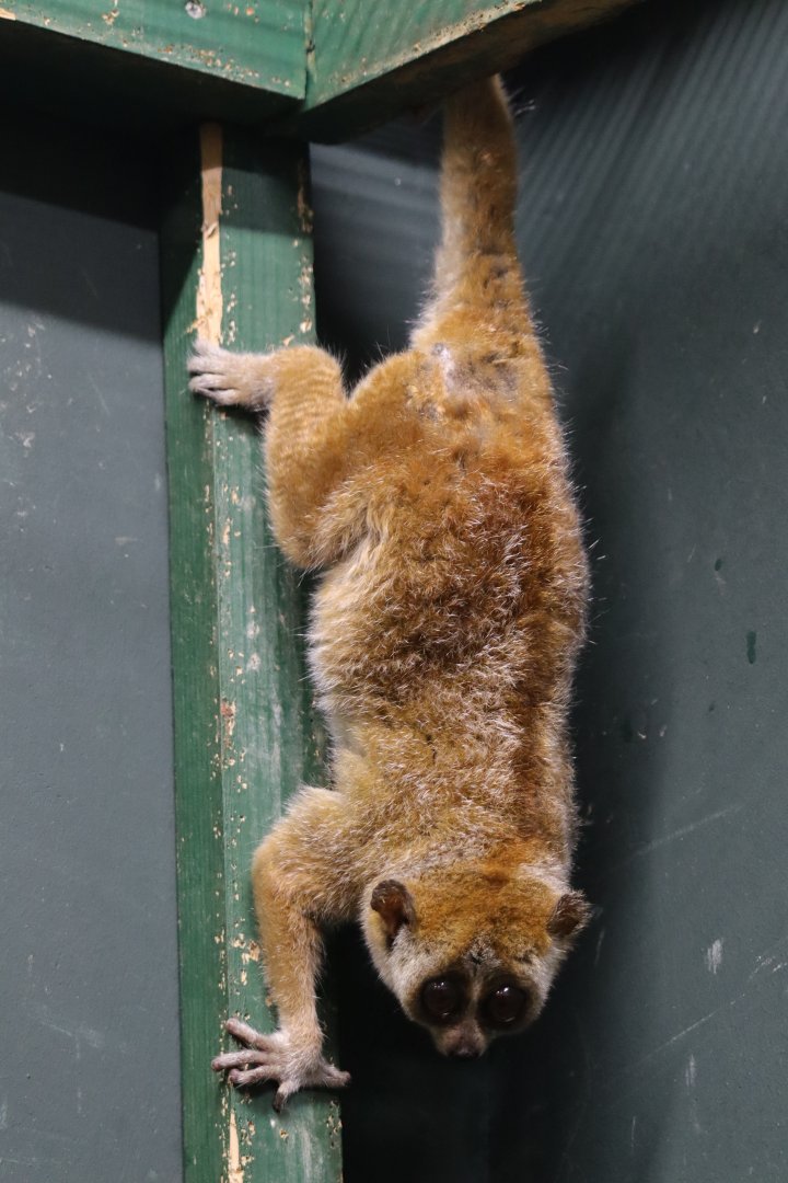 Pygmy Slow Loris