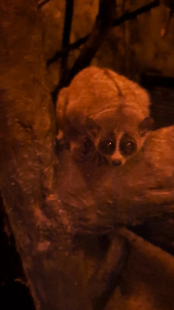 pygmy slow loris