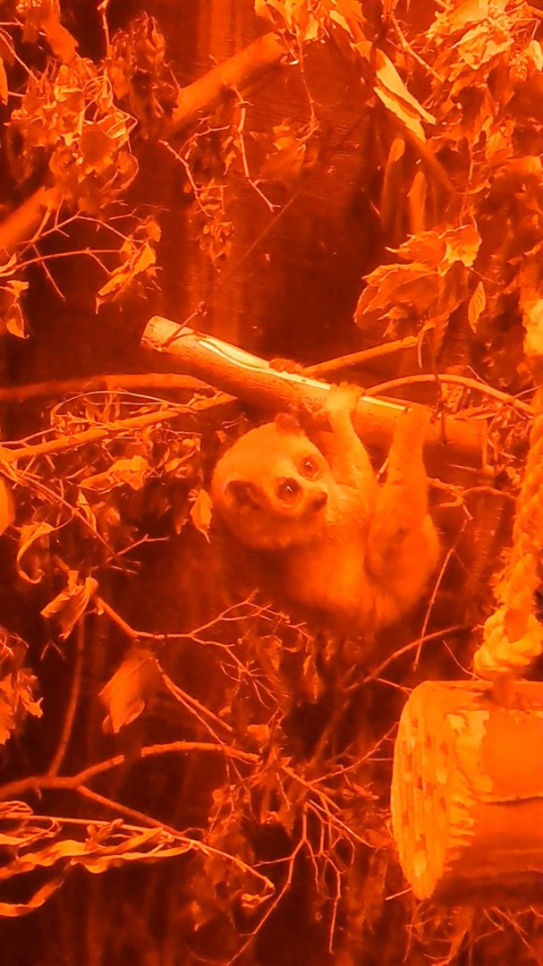 pygmy slow loris