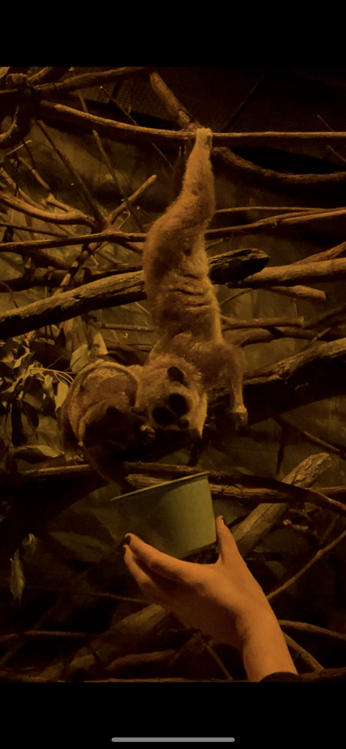 Pygmy Slow Lorises Feeding