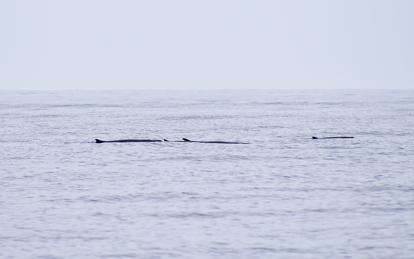 Pygmy Sperm Whale (Kogia breviceps) pod with calf