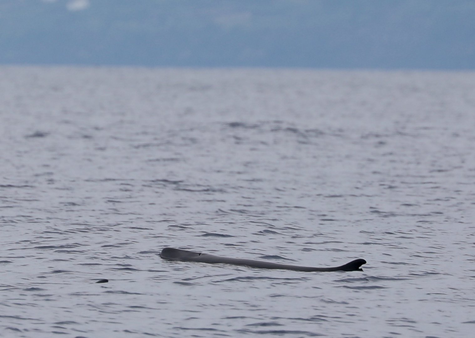 pygmy sperm whale (Kogia breviceps)