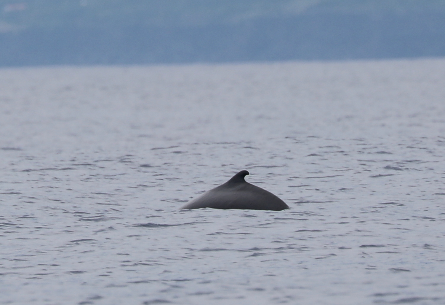 pygmy sperm whale (Kogia breviceps)