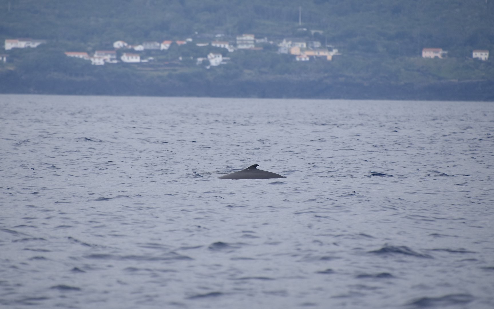 Pygmy Sperm Whale (Kogia breviceps)