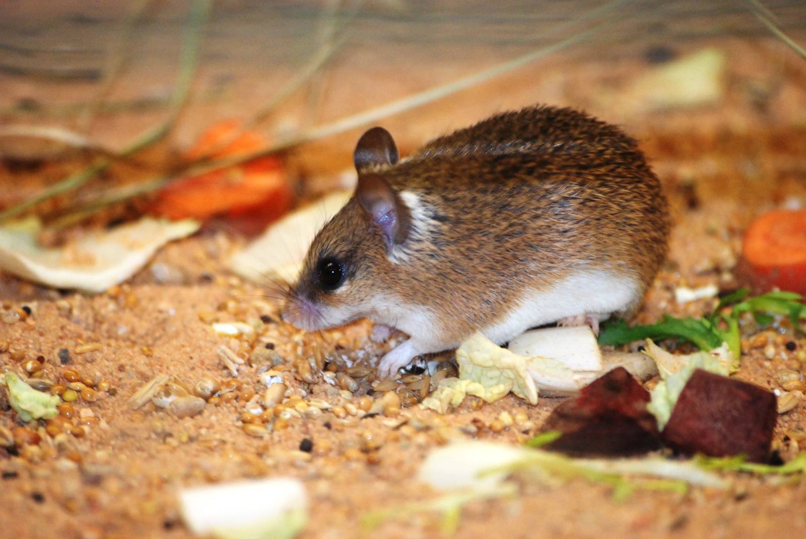 Pygmy Spiny Mouse at Pilsen, 31/08/12
