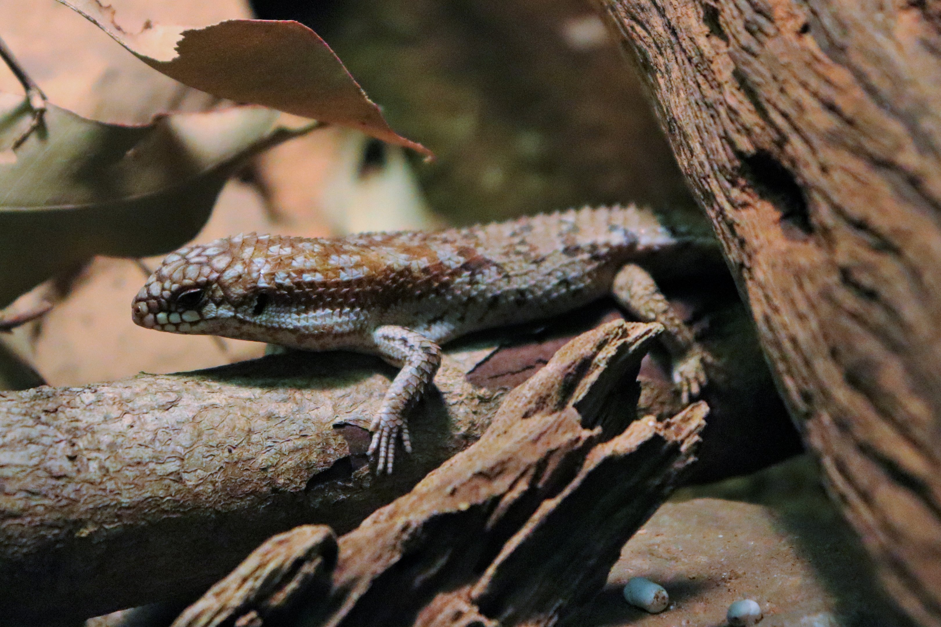 Pygmy Spiny-tailed Skink (Egernia depressa)