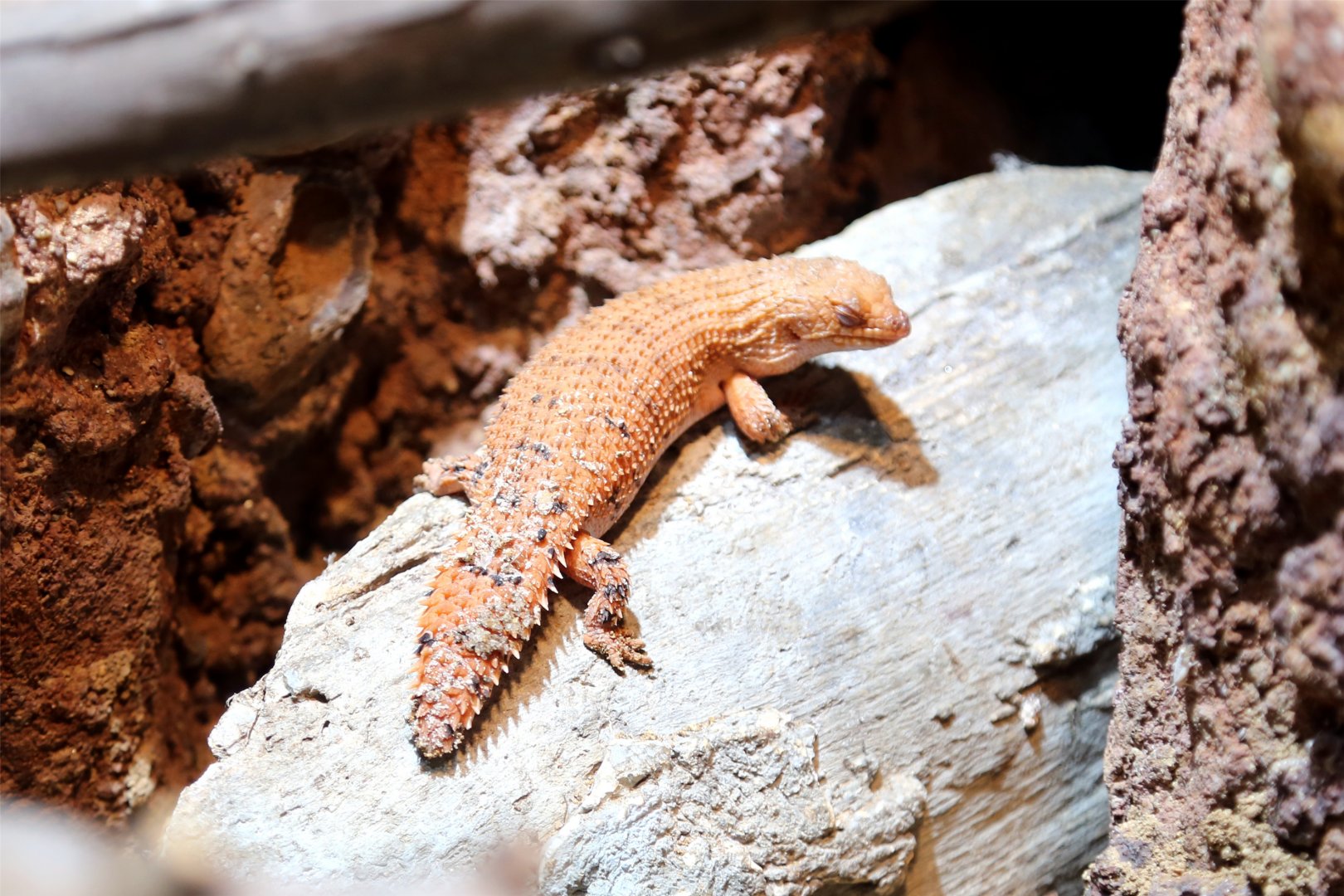 Pygmy Spiny-tailed Skink (Egernia depressa)