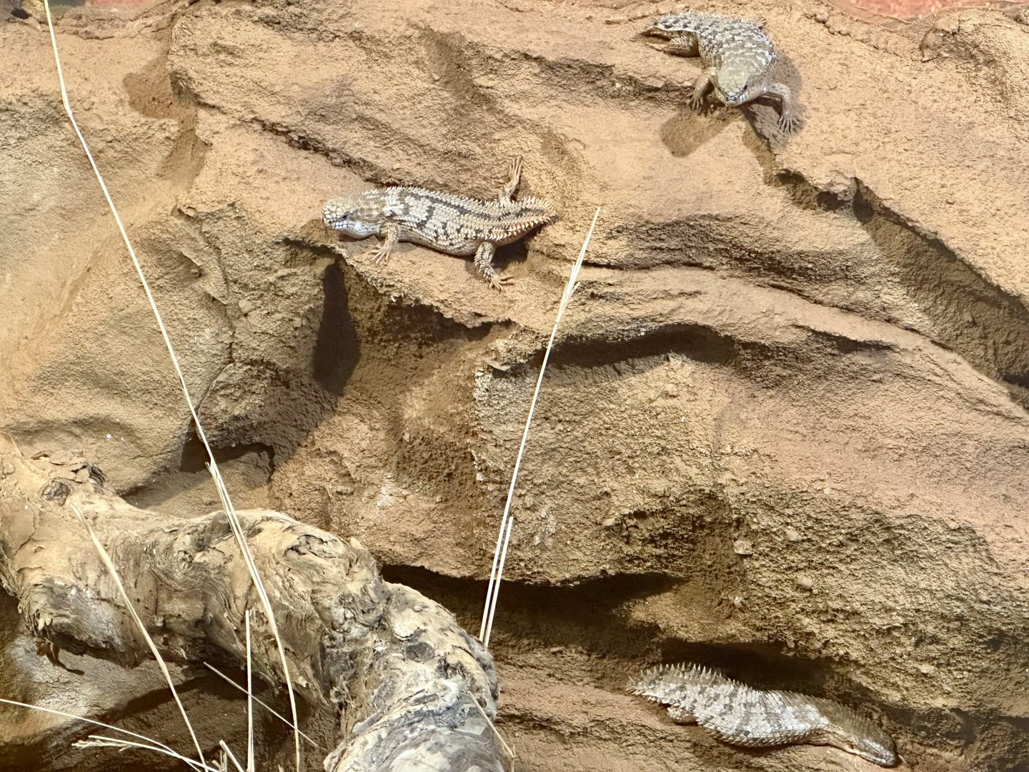 Pygmy Spiny-tailed Skink (Egernia depressa)