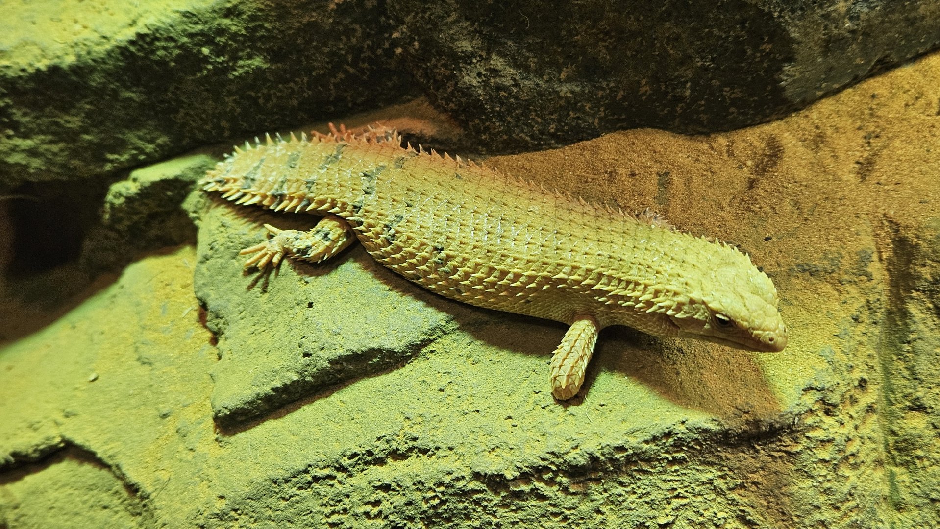 Pygmy Spiny-tailed Skink missing its limb