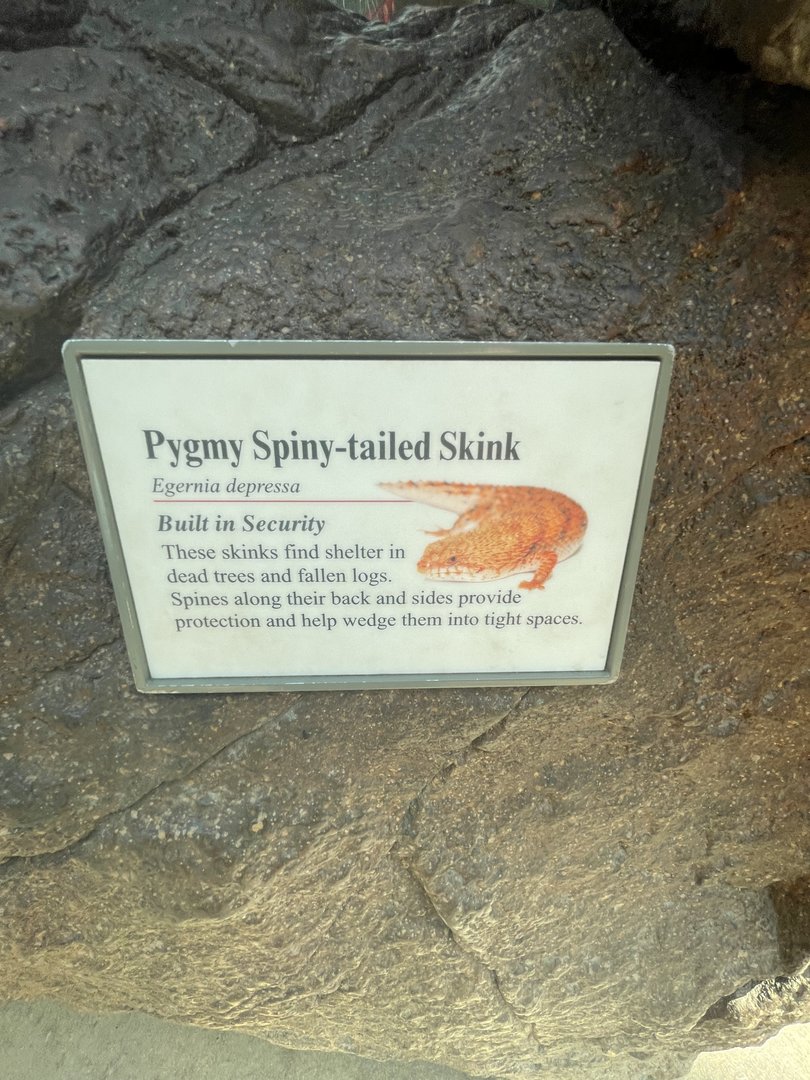 Pygmy Spiny-tailed Skink Signage