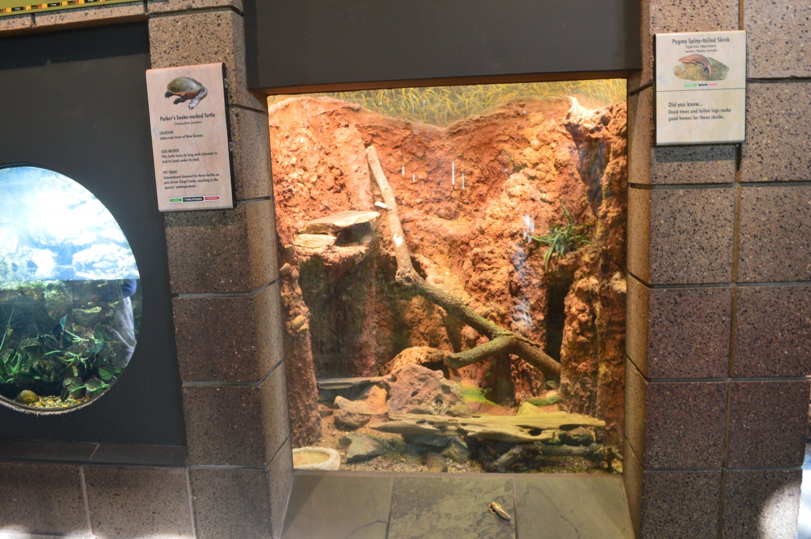 Pygmy Spiny-Tailed Skink Terrarium