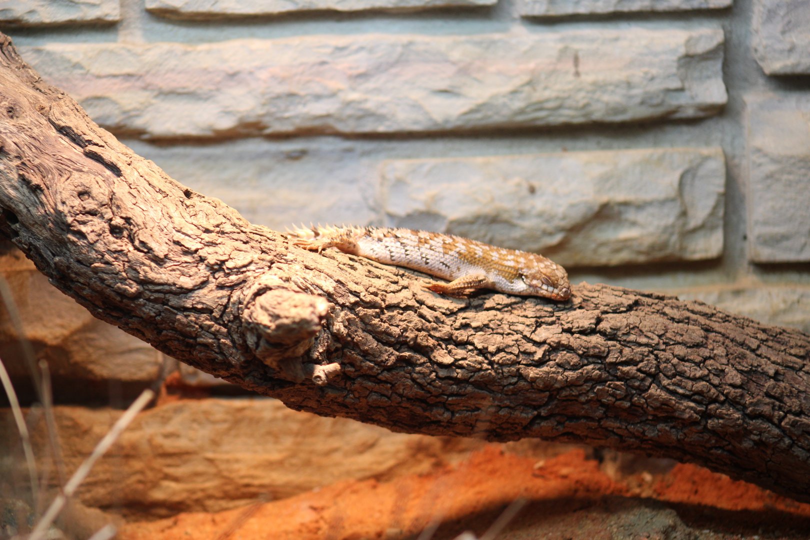 Pygmy Spiny-Tailed Skink