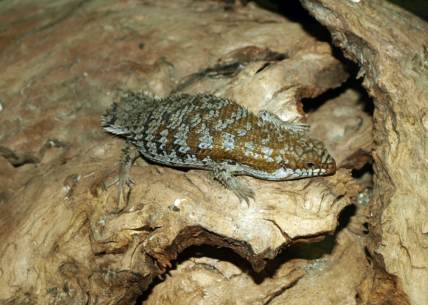 Pygmy Spiny-tailed Skink