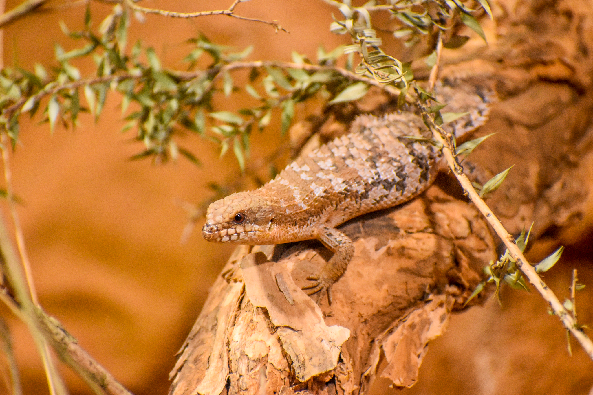 Pygmy Spiny-tailed Skink