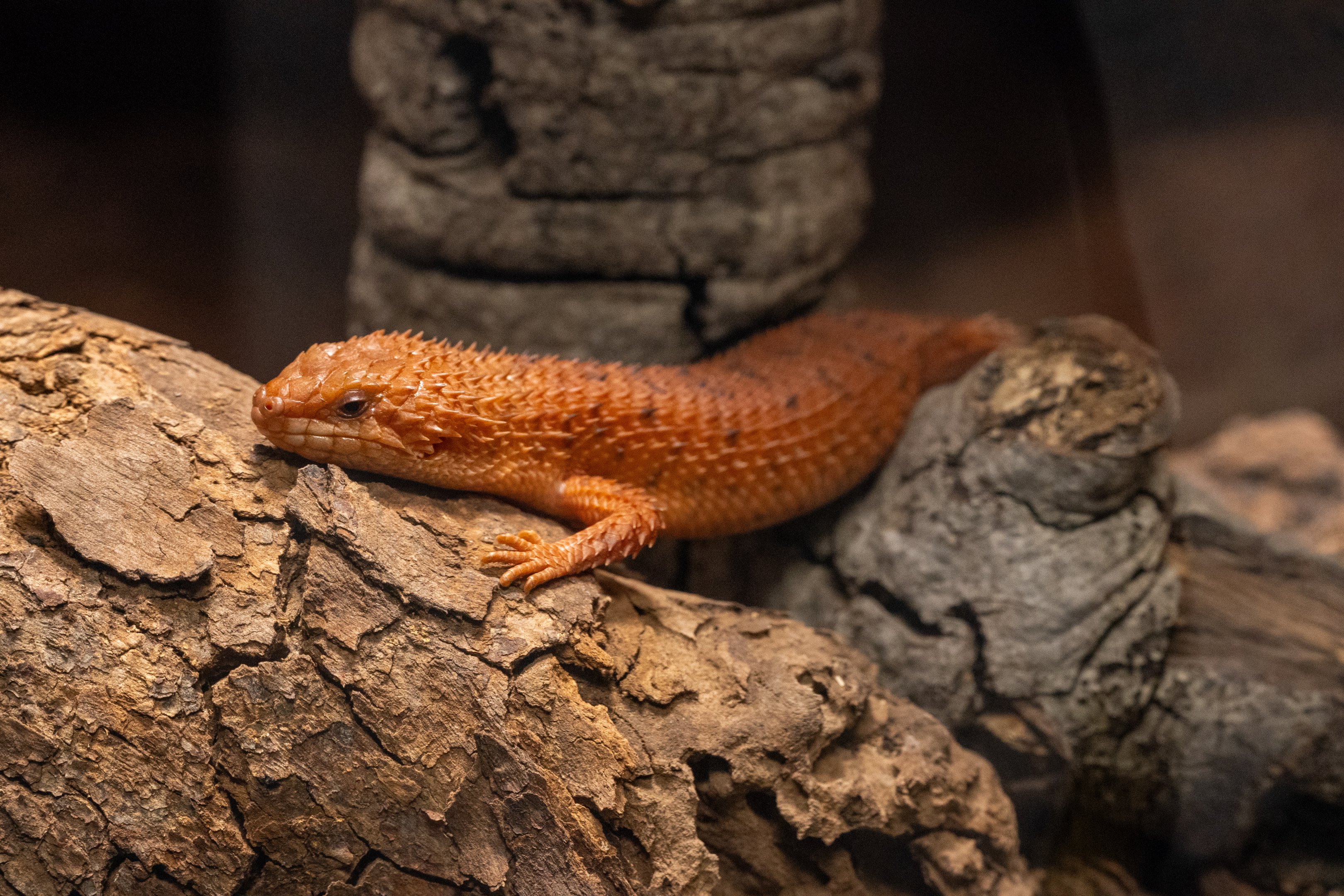 Pygmy Spiny Tailed Skink