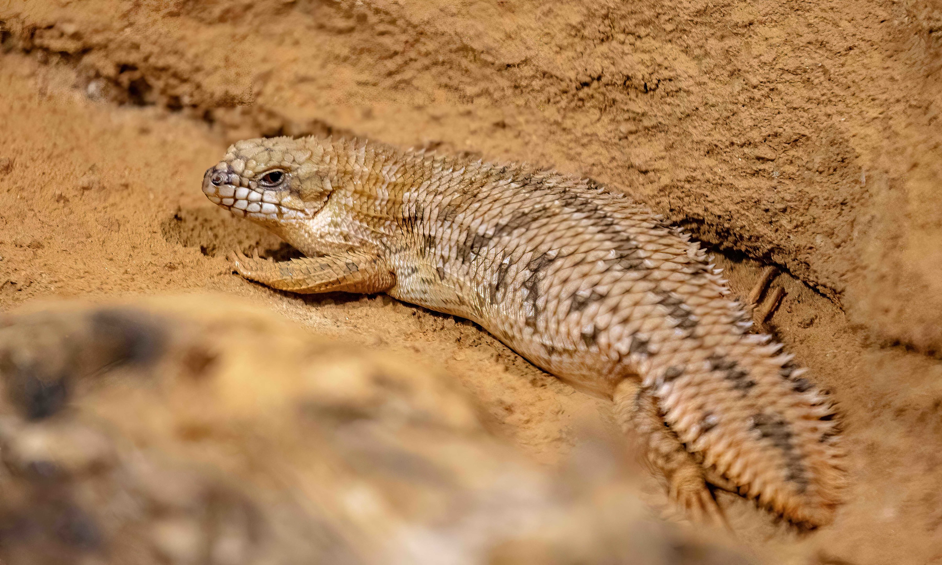 Pygmy Spinytail Skink
