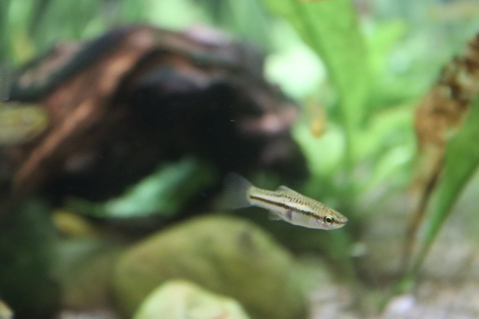 Pygmy Swordtail (Xiphophorus pygmaeus)