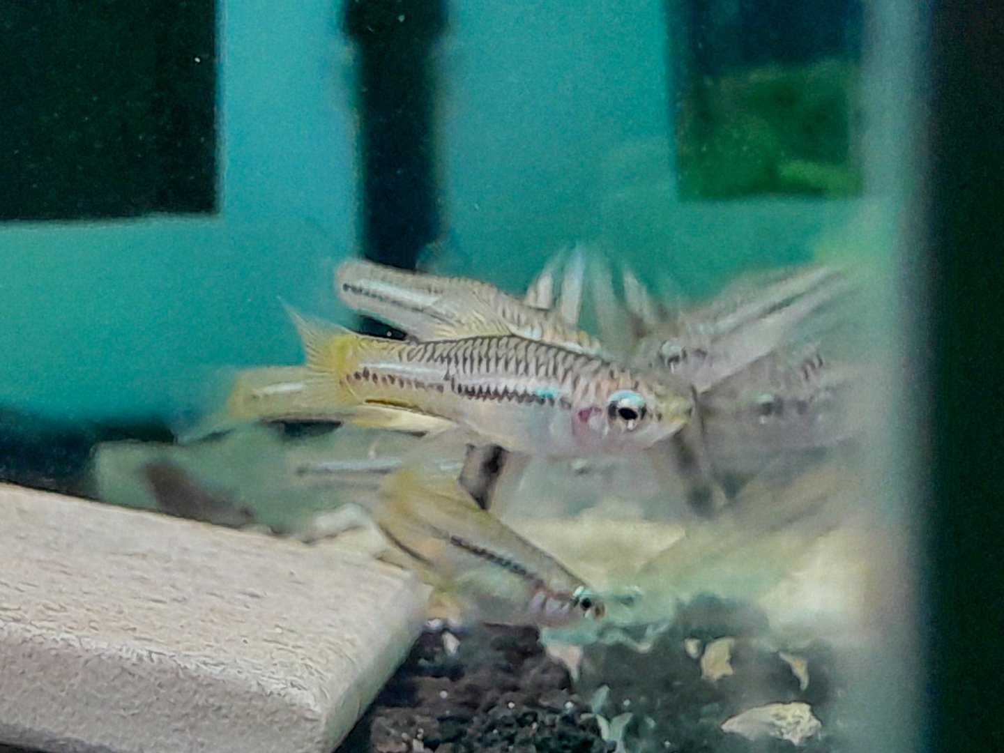 Pygmy Swordtail (Xiphophorus pygmaeus)