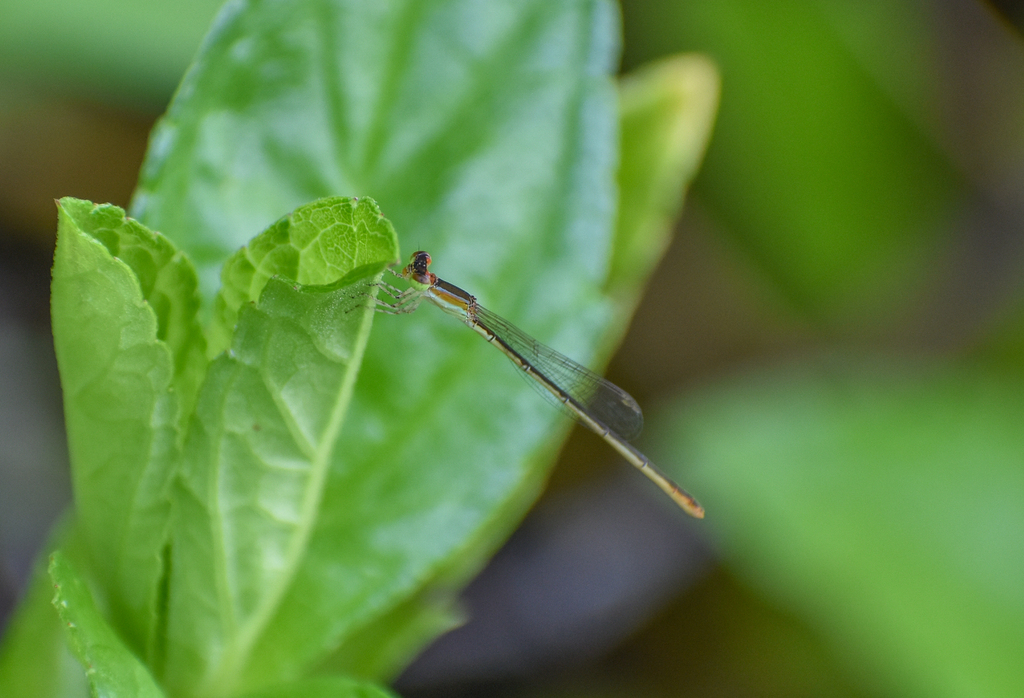 Pygmy Wisp, Agriocnemis pygmaea