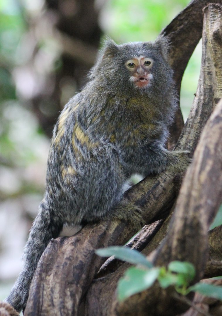 Pygmy X Geoffroy marmoset Hybrid