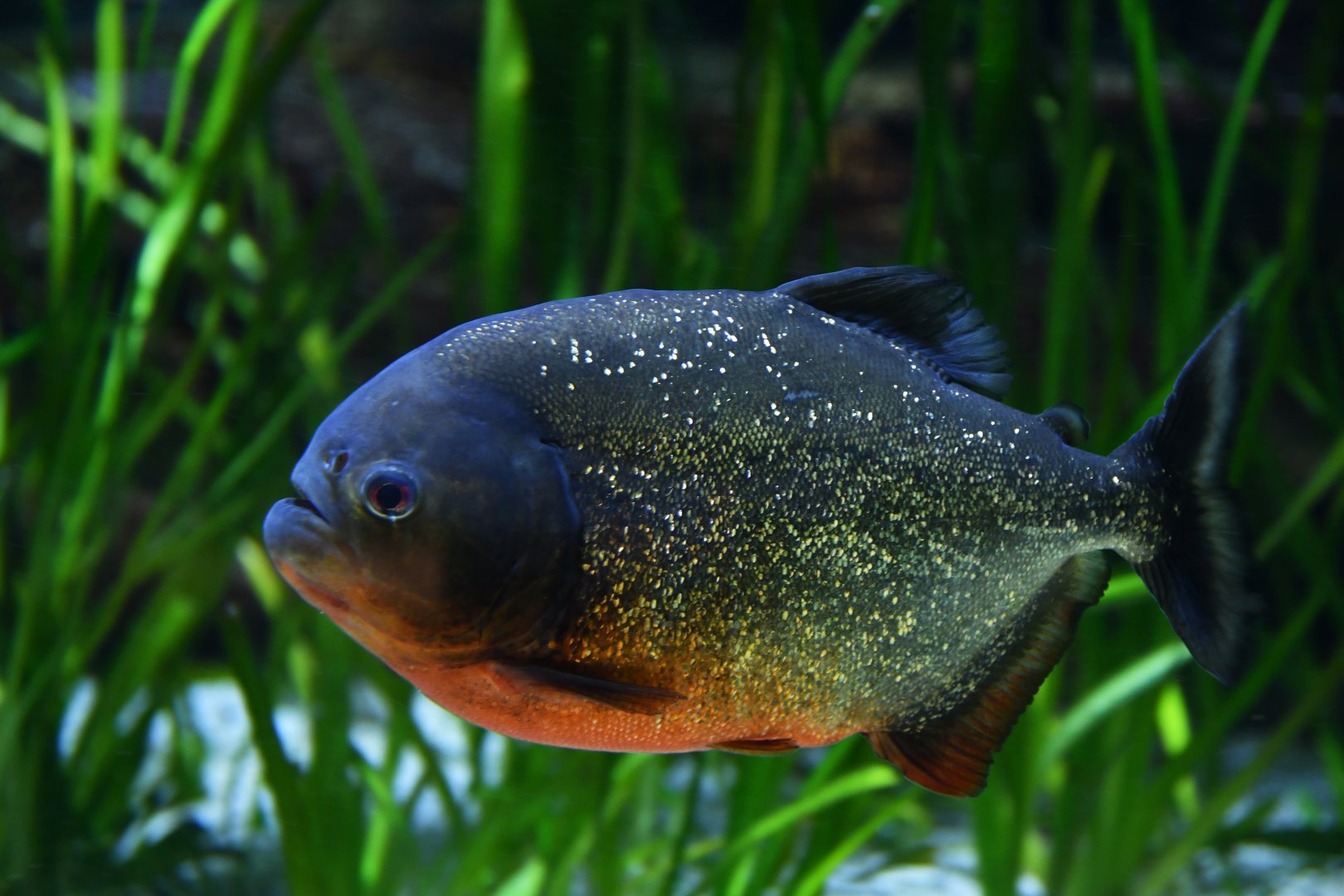 Pygocentrus natterei