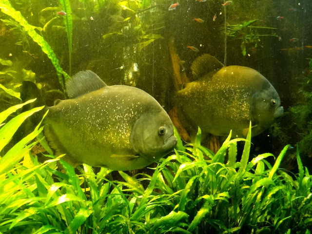 Pygocentrus nattereri "ternetzi"