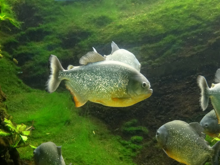 Pygocentrus nattereri