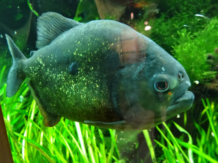 Pygocentrus nattereri